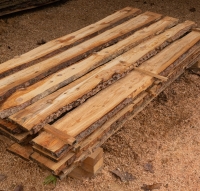 Lärche unbesäumte Bretter, Schwartenbretter, Zaun 14-25x2,3x250cm versandkostenfrei innerhalb Deutschland